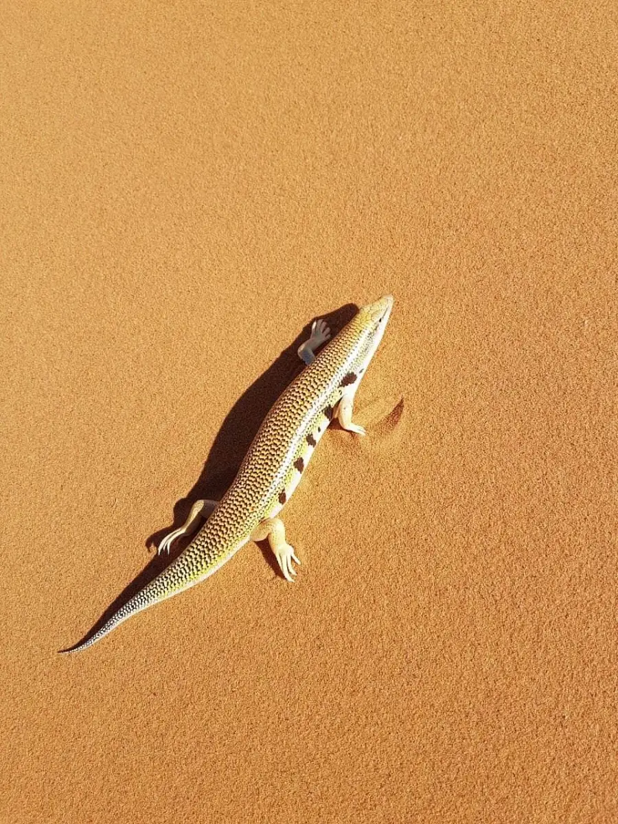 A sand skink crossing the dunes